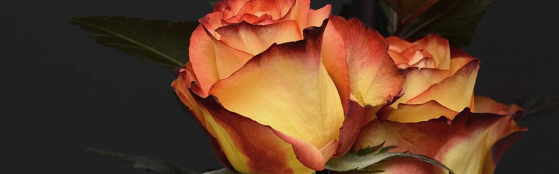 Fiori per cerimonia funebre