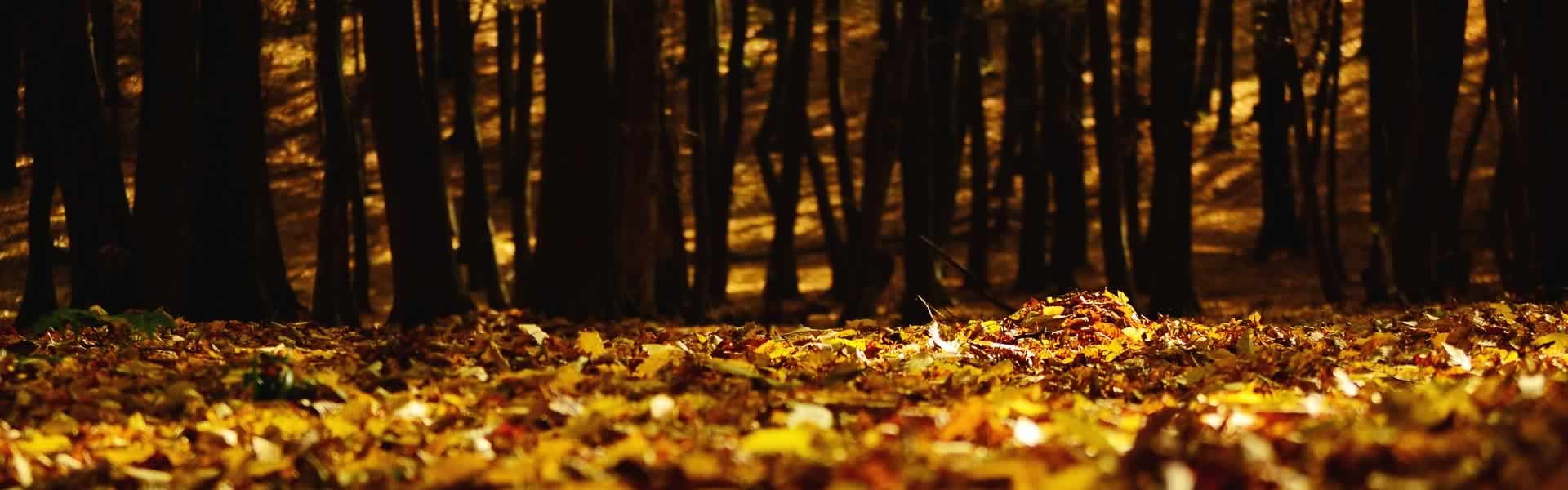 Servizi onoranze funebri Maggioni Vicentini